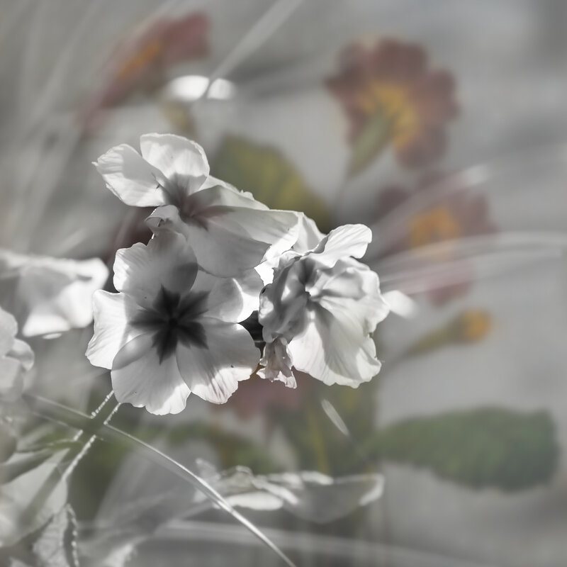 Цветочный этюд (1) - Игорь Викторов