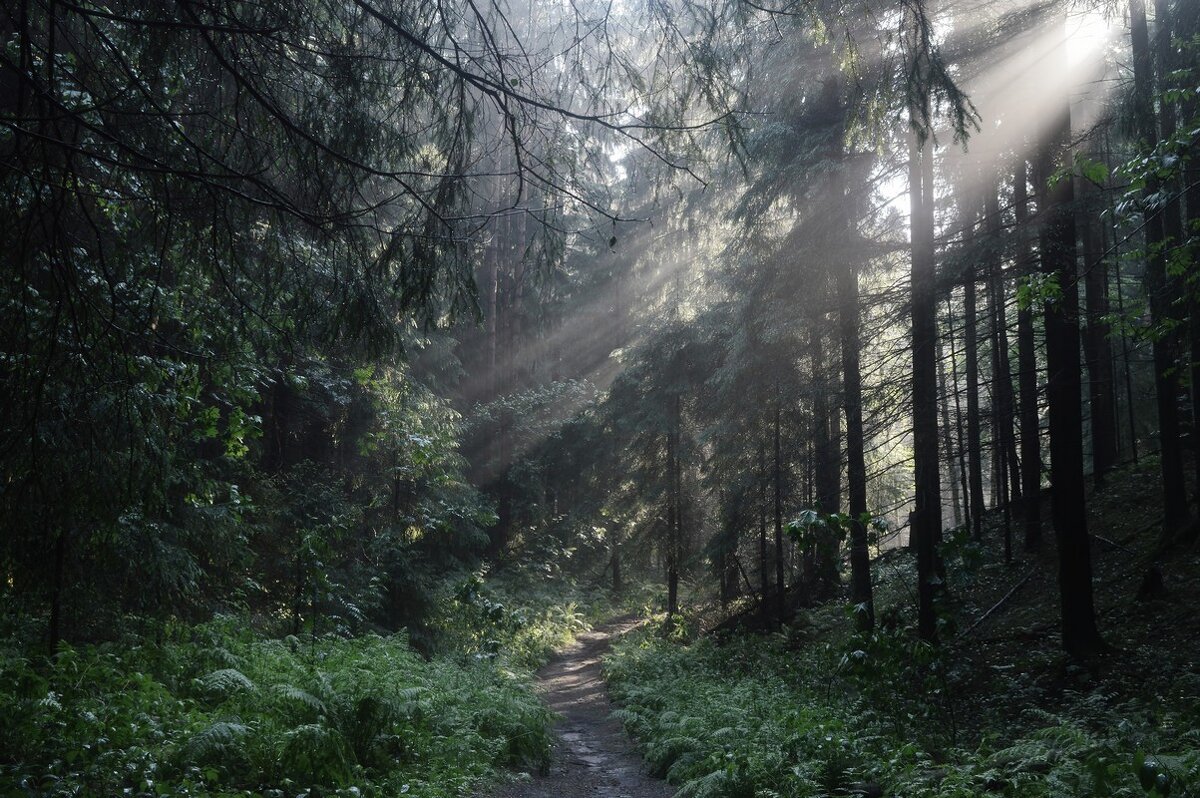 Лесными тропами...... - Юрий Цыплятников Лесными тропами...... - Юрий Цыплятников
