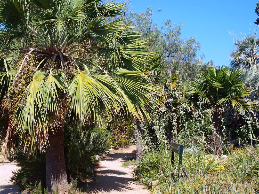 Барселона. - Владимир Драгунский