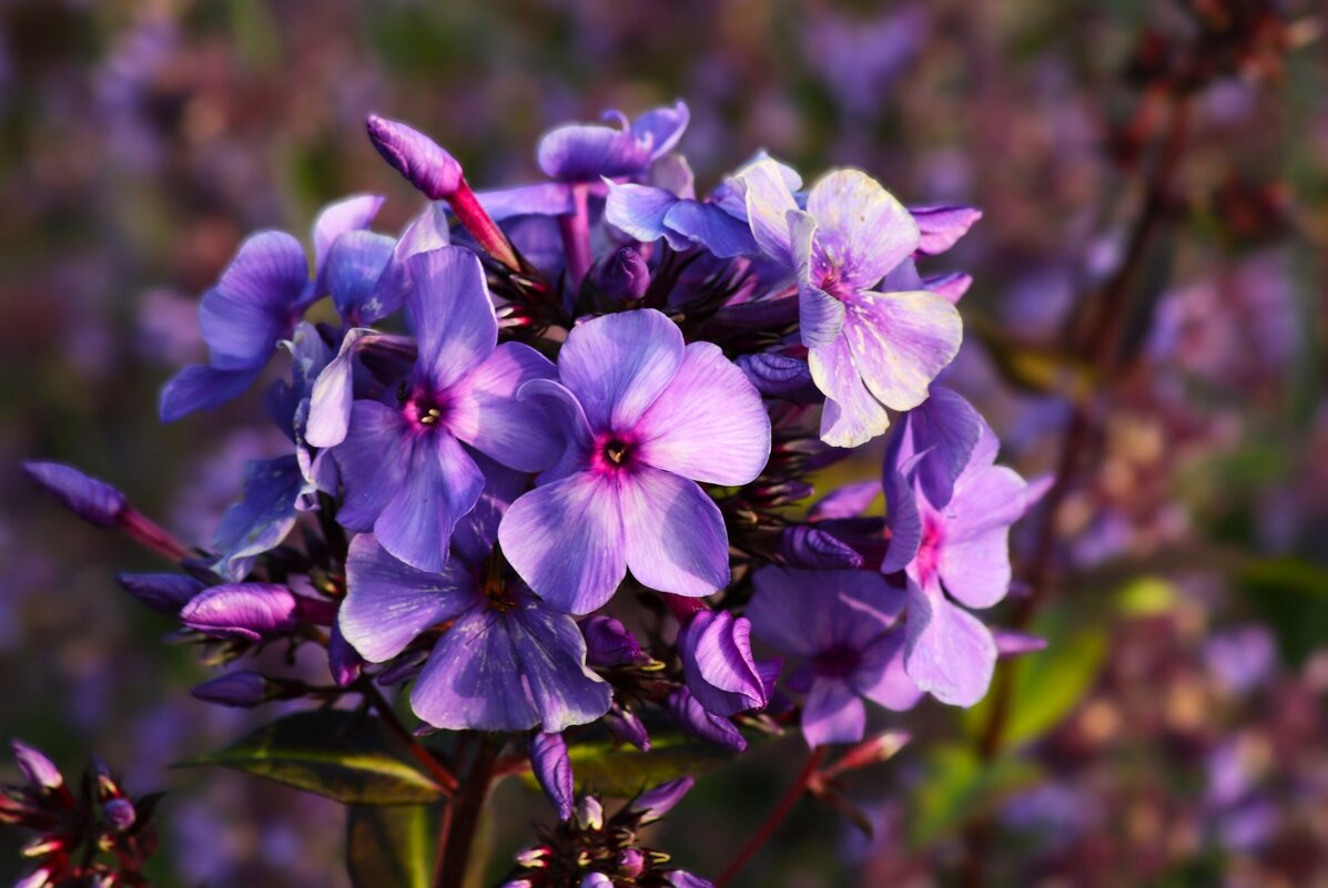 Фиолетовый июнь - Юрий. Шмаков Фиолетовый июнь - Юрий. Шмаков