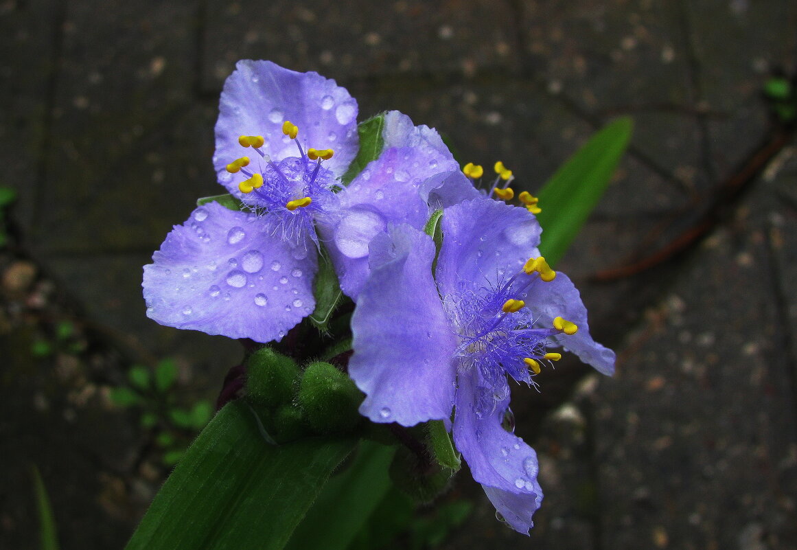 Умытые дождём - Людмила Смородинская Умытые дождём - Людмила Смородинская