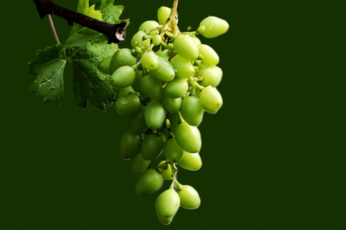 Гроздь - Юрий. Шмаков