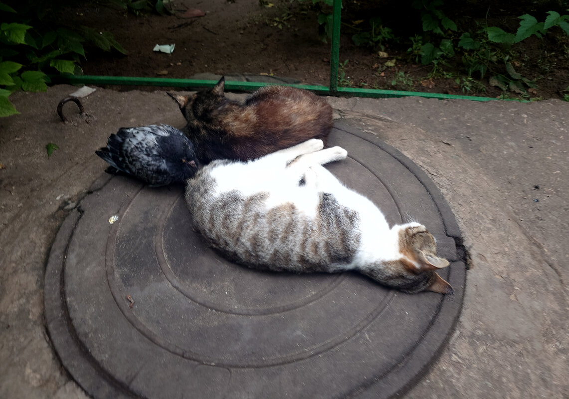 В тесноте, да не в обиде - Dar(k) Life В тесноте, да не в обиде - Dar(k) Life