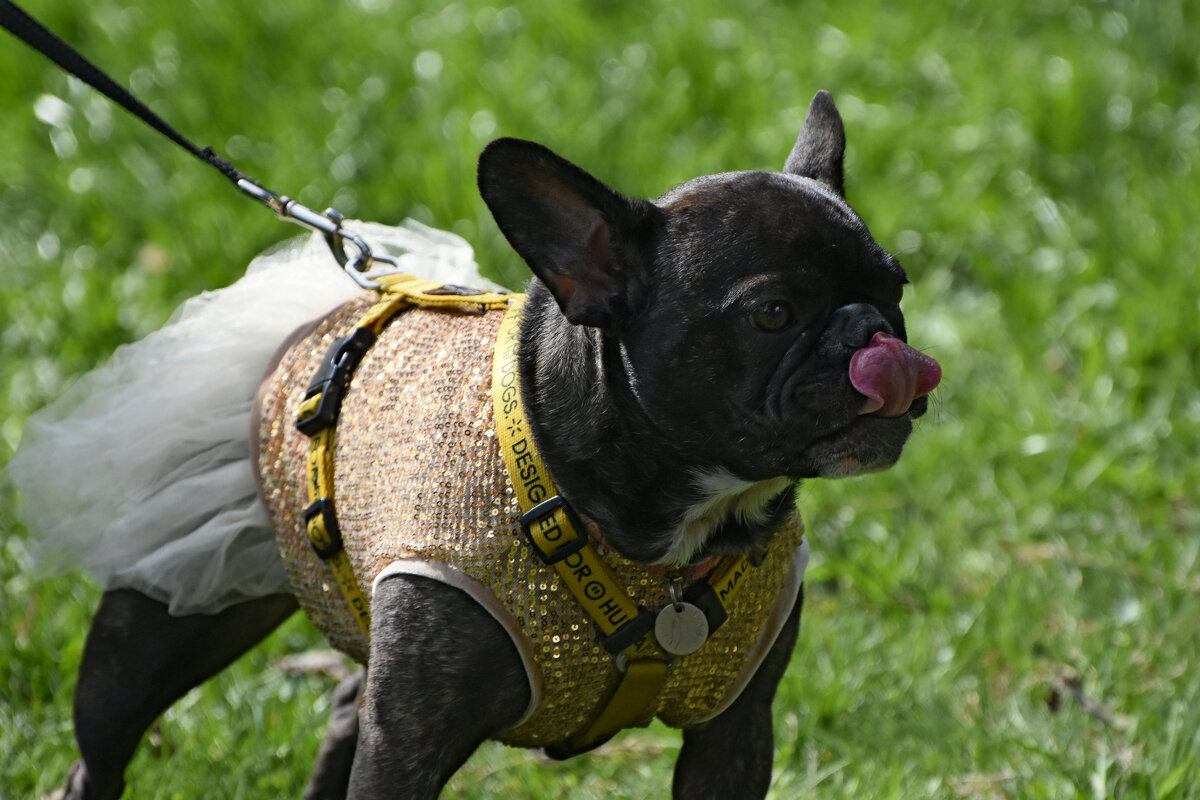 Москва. Парад французских бульдогов в усадьбе «Воронцово». - Наташа *****