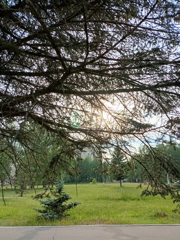 Утро - Аглая Речнова