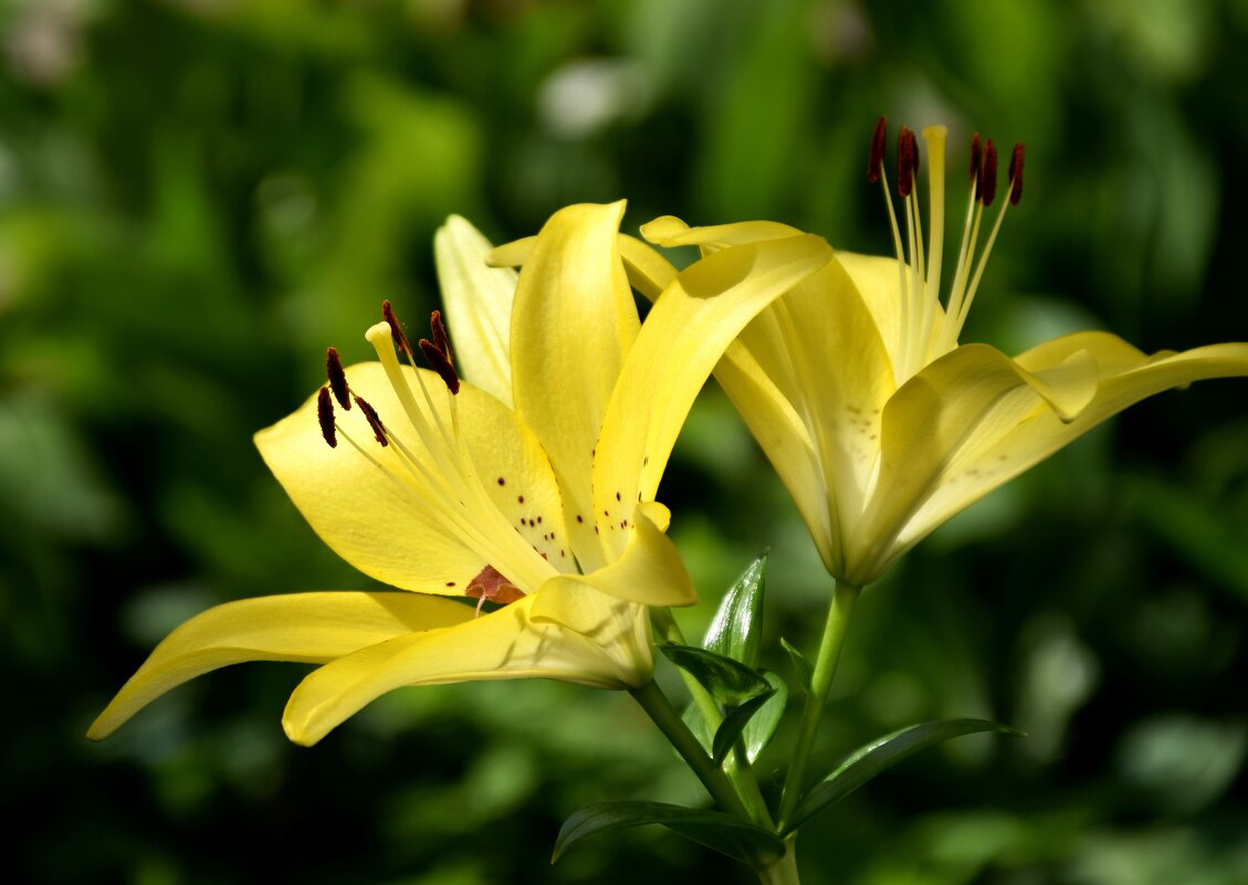 *** - Павленко Михаил 