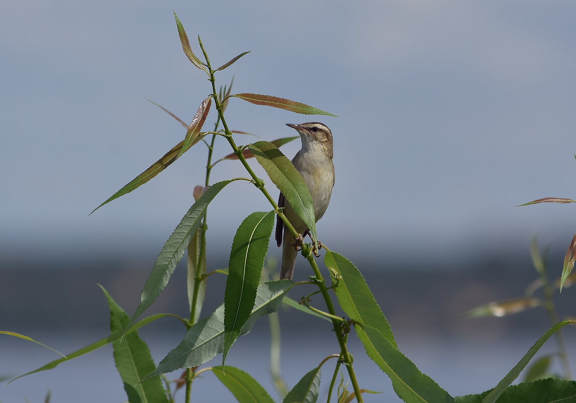 Камышовка-барсучок - Алексей .