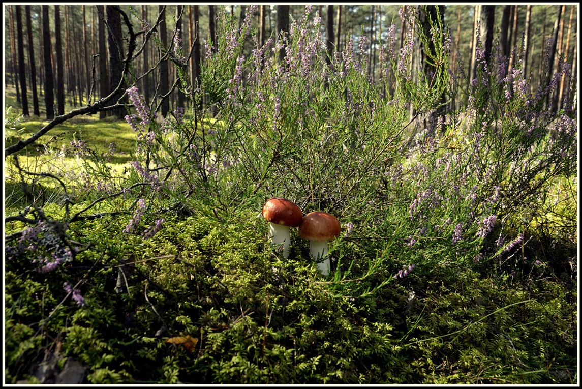 Пошла охота... - Aleksandr Gal