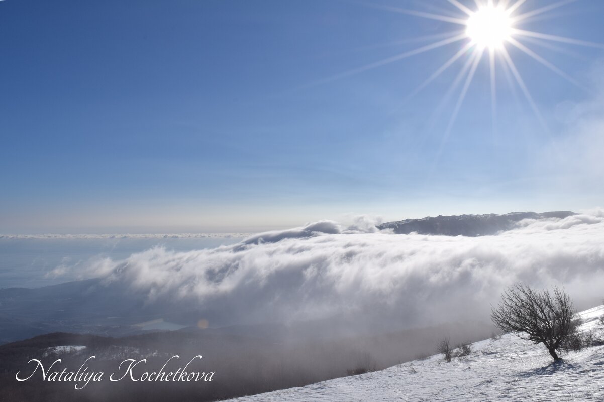 Природа Крыма - Amazing Cosmea