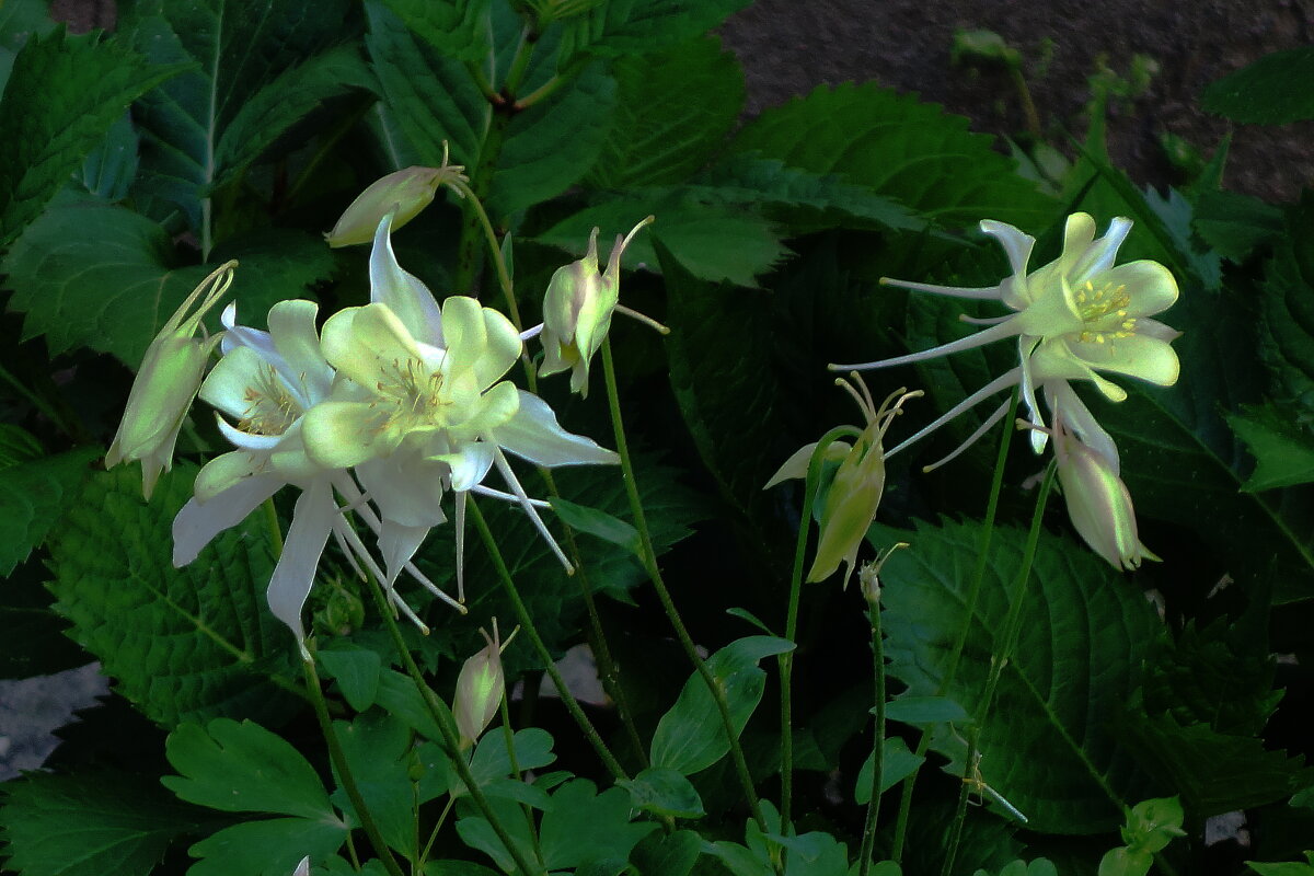 Аквилегия - Рита Симонова