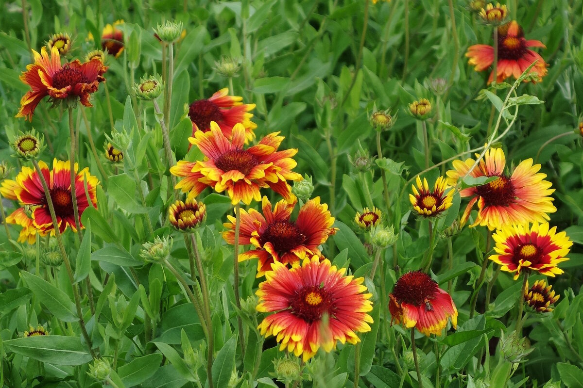 Гайлардия - Рита Симонова