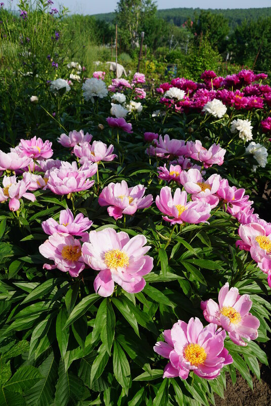 Поле пионов - Наталия Григорьева