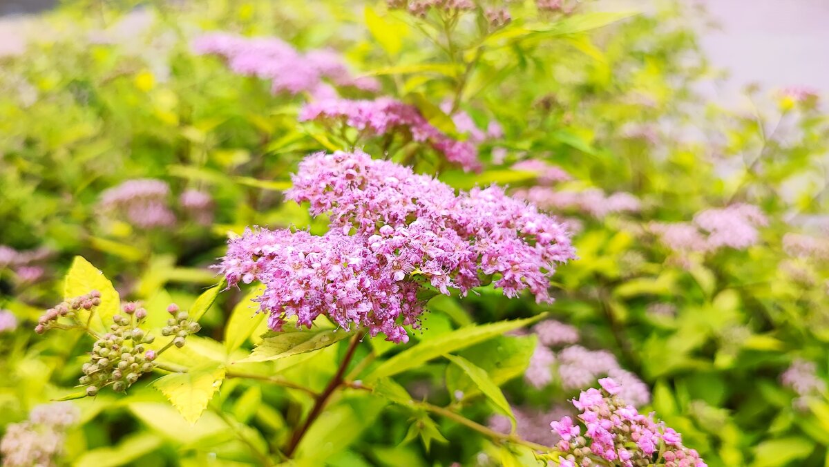 ,,, - Сергей Тимоновский