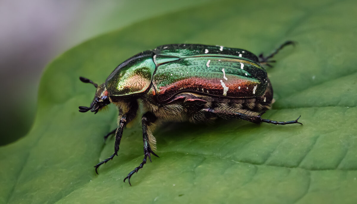 Золотистая бронзовка. - Олег Чернышев