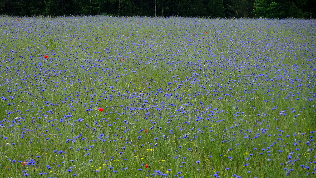 А в чистом поле васильки - rimgis А в чистом поле васильки - rimgis