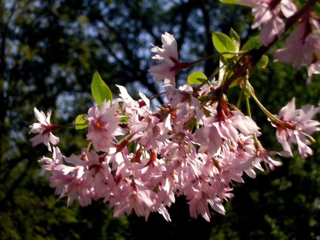 Цветущая весна - Роман Савоцкий