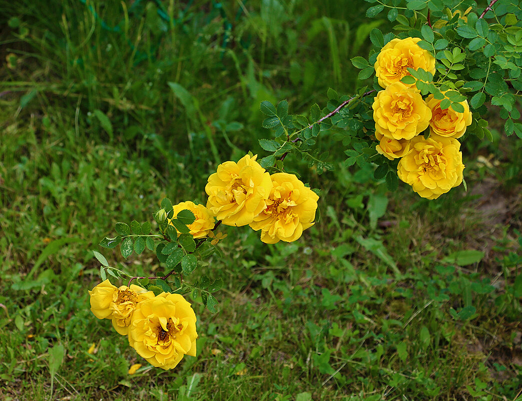 Желтый шиповник? - Светлана 