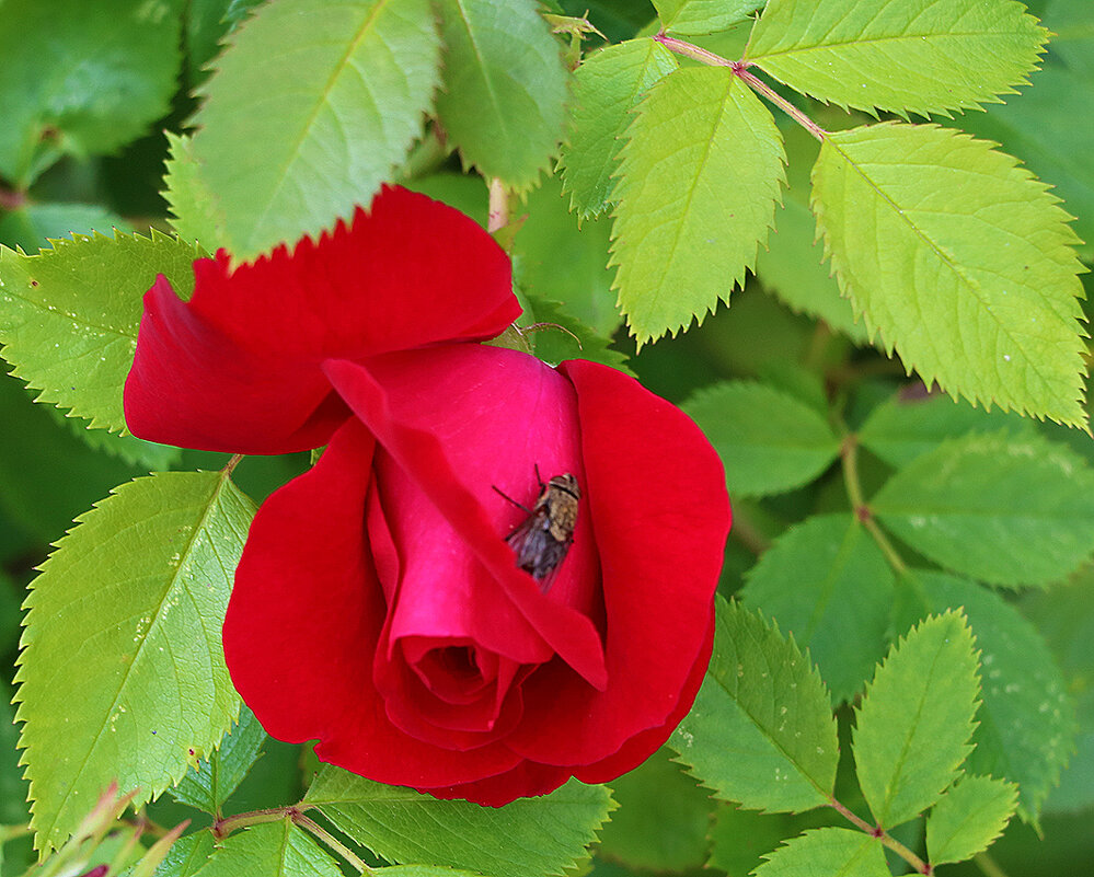 Красавица с мушкой - Светлана Красавица с мушкой - Светлана