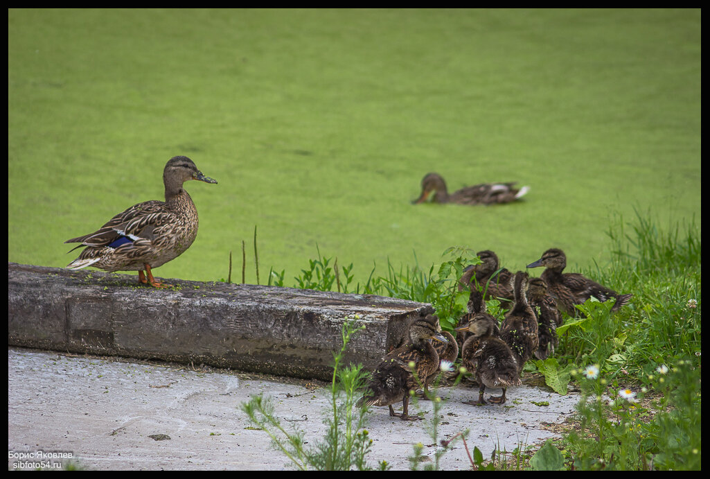 У Мамки всё под контролем! - Борис Яковлев