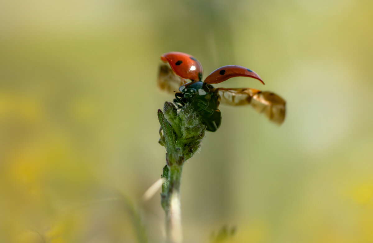 Готова к взлёту) - Лилия . Готова к взлёту) - Лилия .