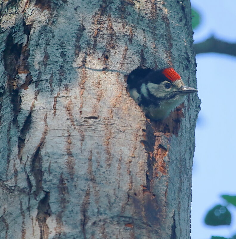не высовывайся малыш... - Andrey Bragin не высовывайся малыш... - Andrey Bragin