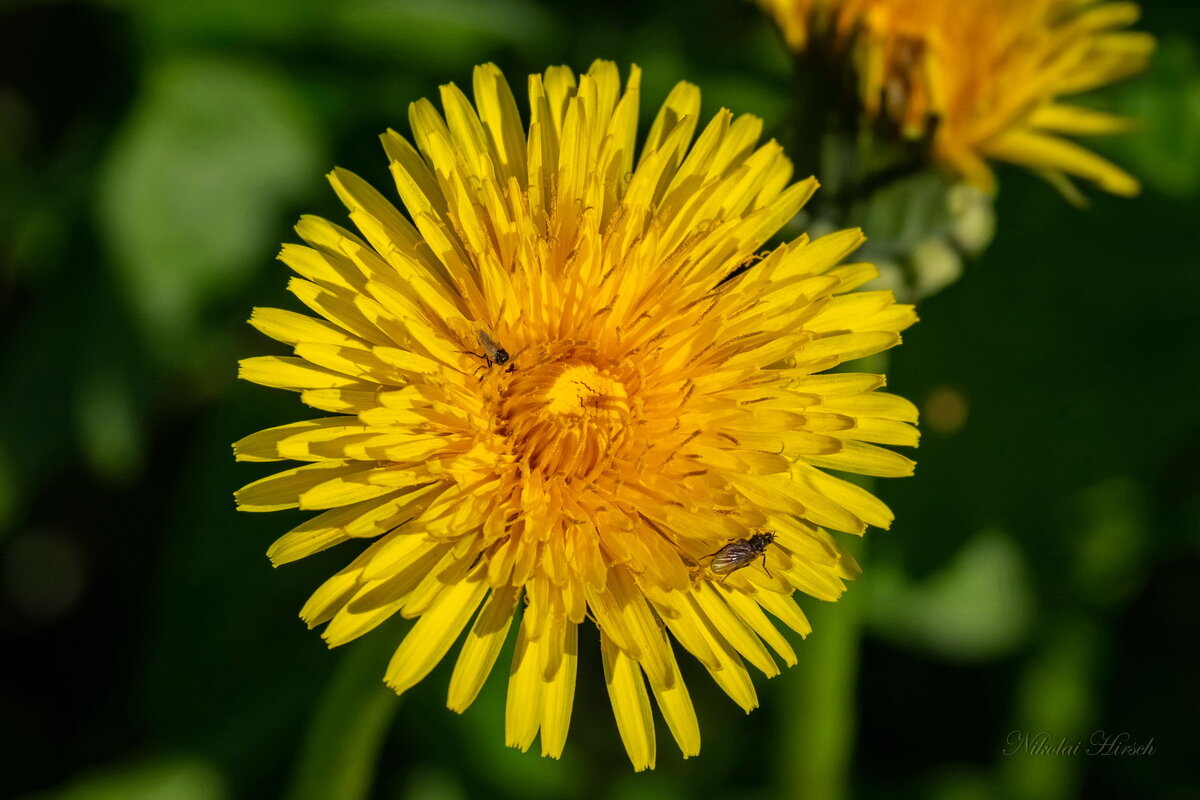 Одуванчик с мушками... - Николай Гирш