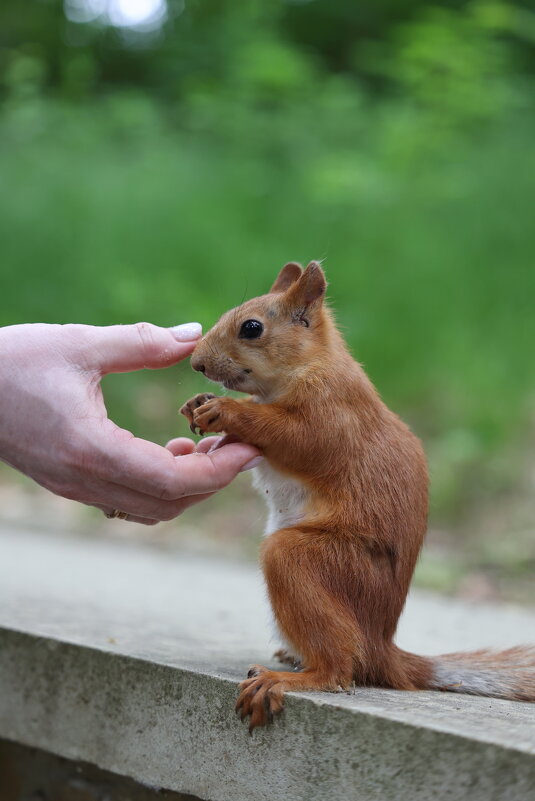 Поглаживание носика - Александр Кондаков