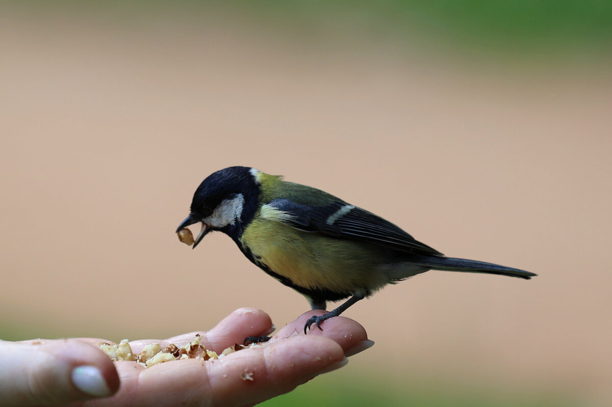 Большеватый кусочек... - Александр Кондаков