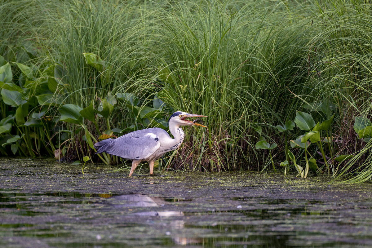 *** - Alexandr Khizhniak