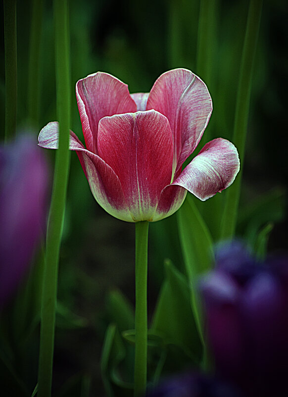 Тюльпан - Владимир Кроливец