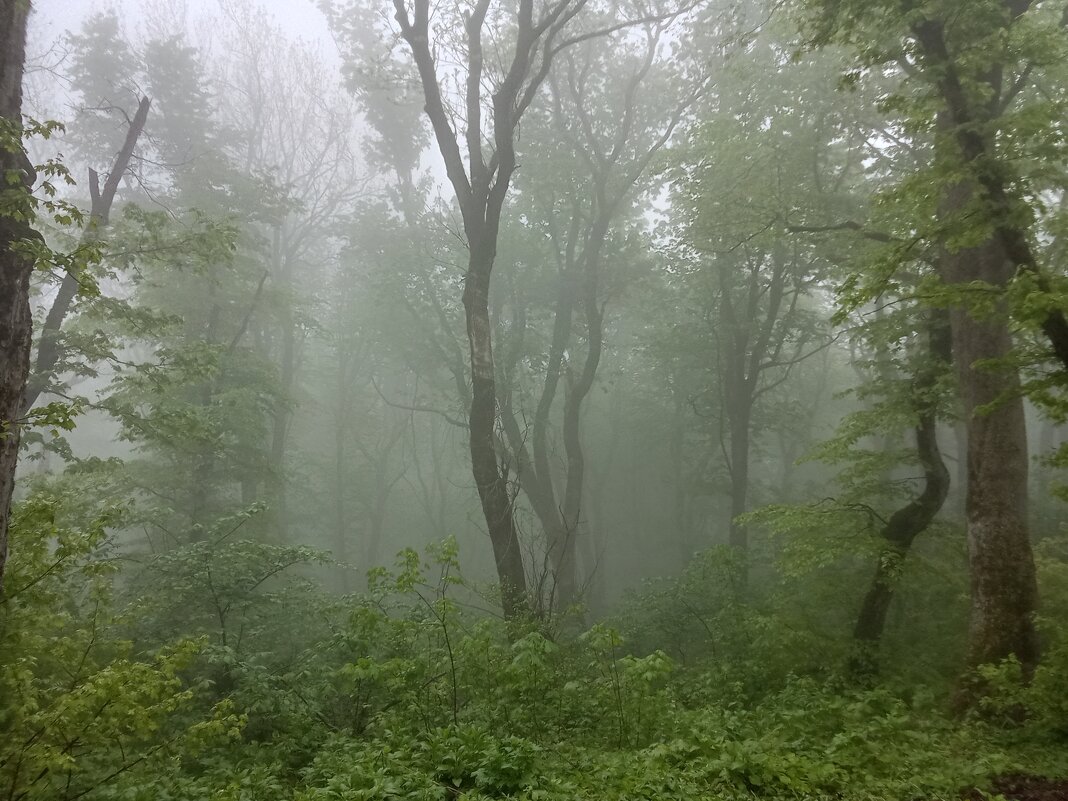 Загадочность туманного леса - Виктор 