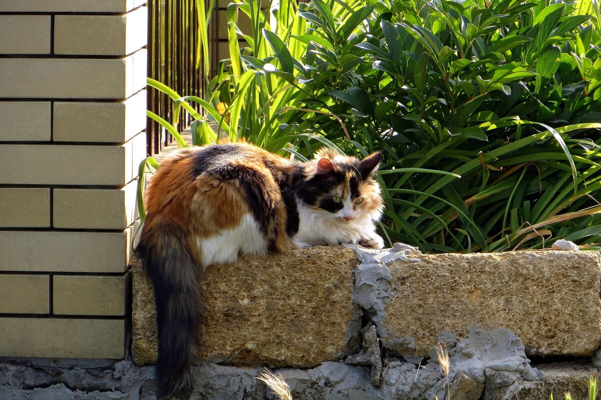 Соседская кошка - Татьяна Смоляниченко