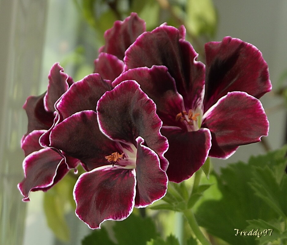 Герань - Freddy 97