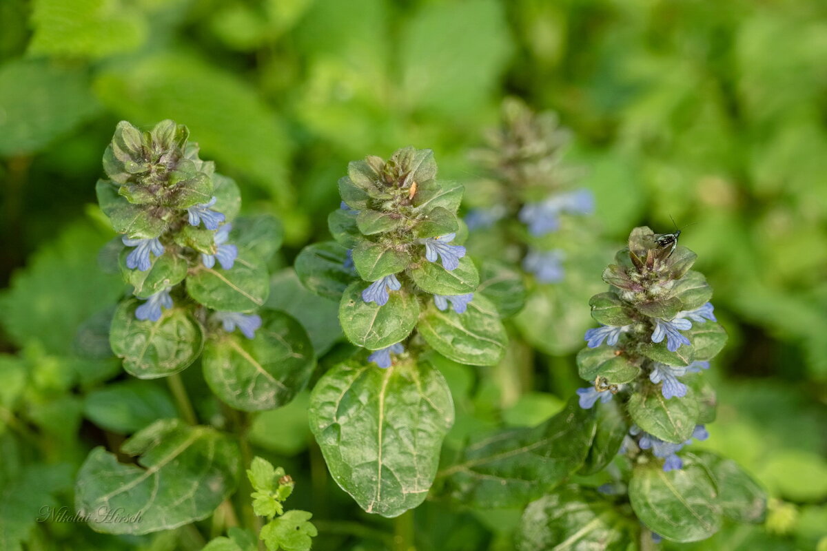 Мятоподобное... - Николай Гирш