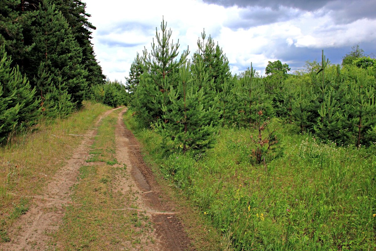 Дорожка - Евгений Корьевщиков Дорожка - Евгений Корьевщиков