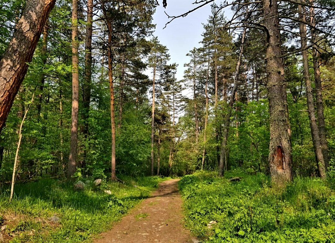 Заповедник - Tata Wolf