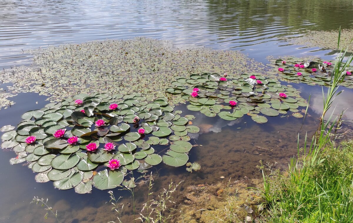 Водяные лилии - Игорь Ч.