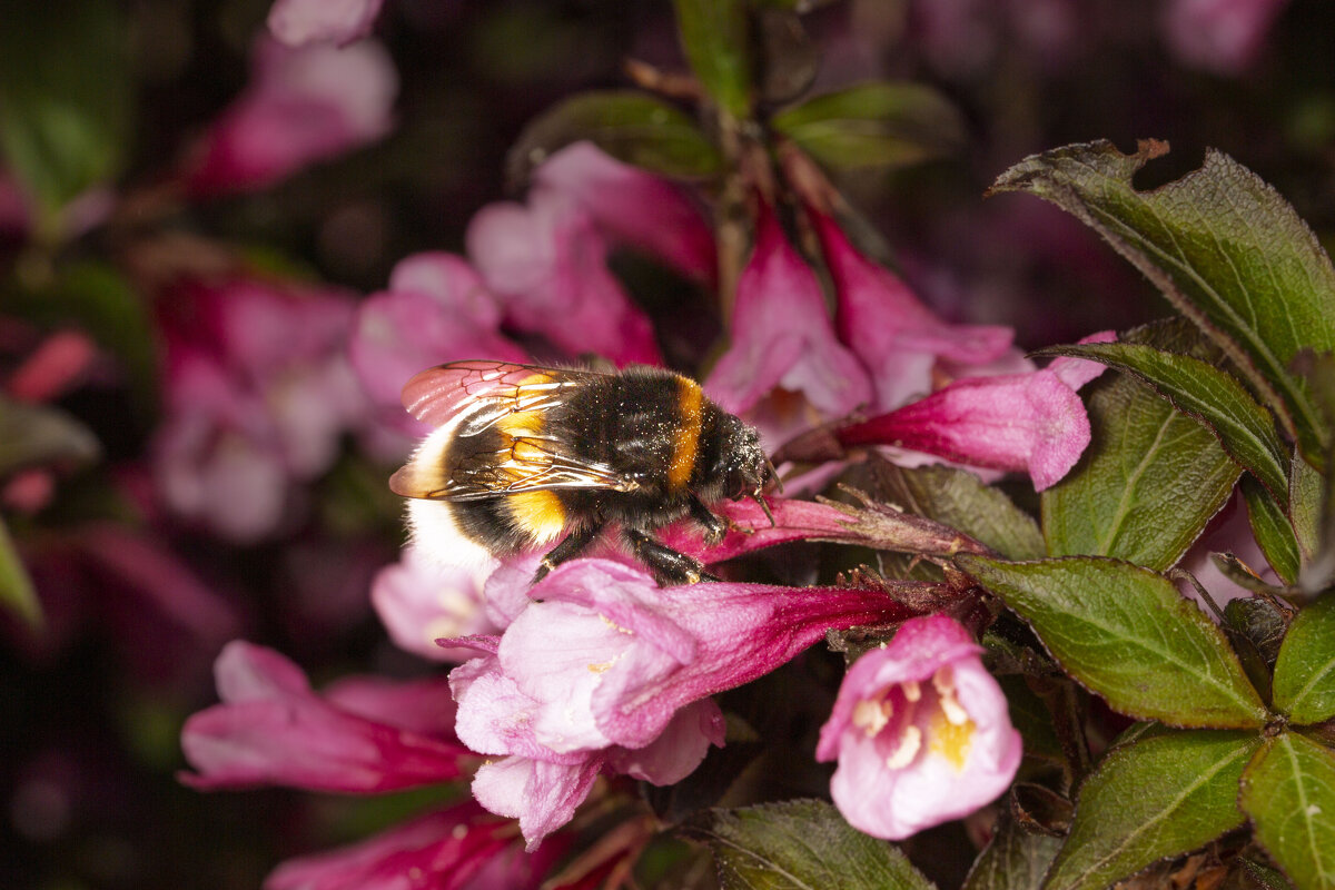 мохнатый шмель ... - Александр Александр мохнатый шмель ... - Александр Александр