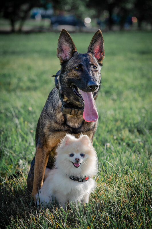 Друзья - Александр Бочериков