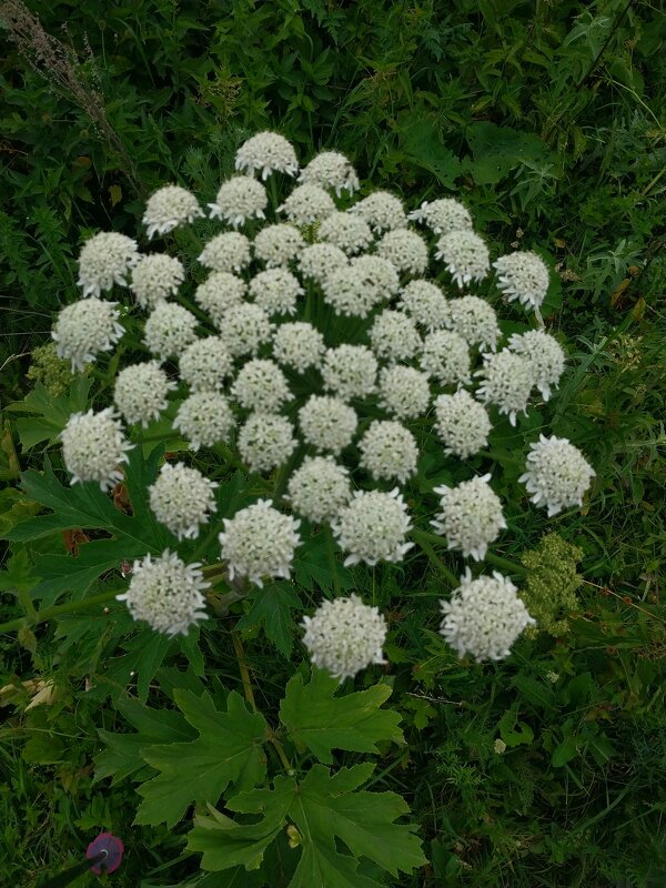 Talgar. - Murat Bukaev 