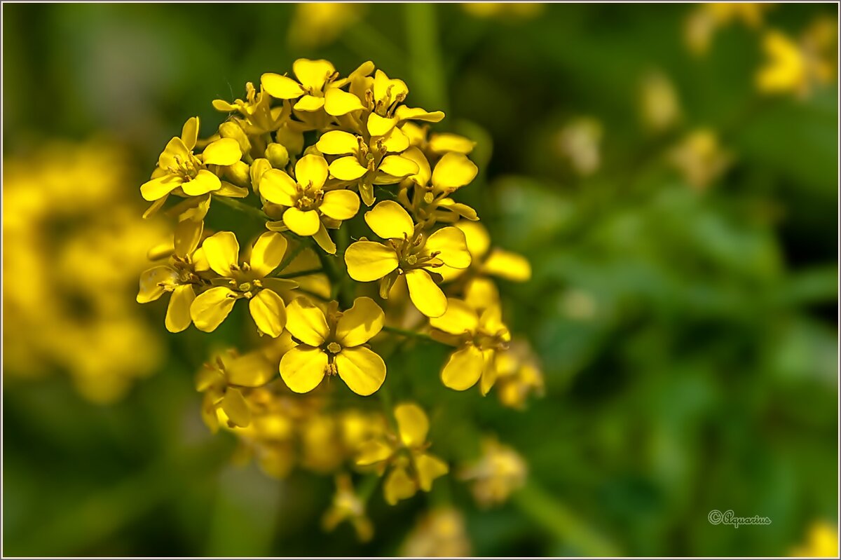 Сурепка обыкновенная - Aquarius - Сергей