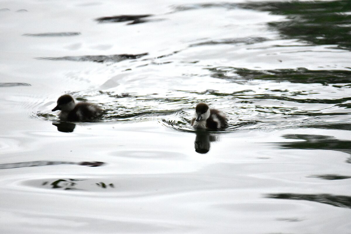 Утиные истории. - Наталья Вязигина Утиные истории. - Наталья Вязигина