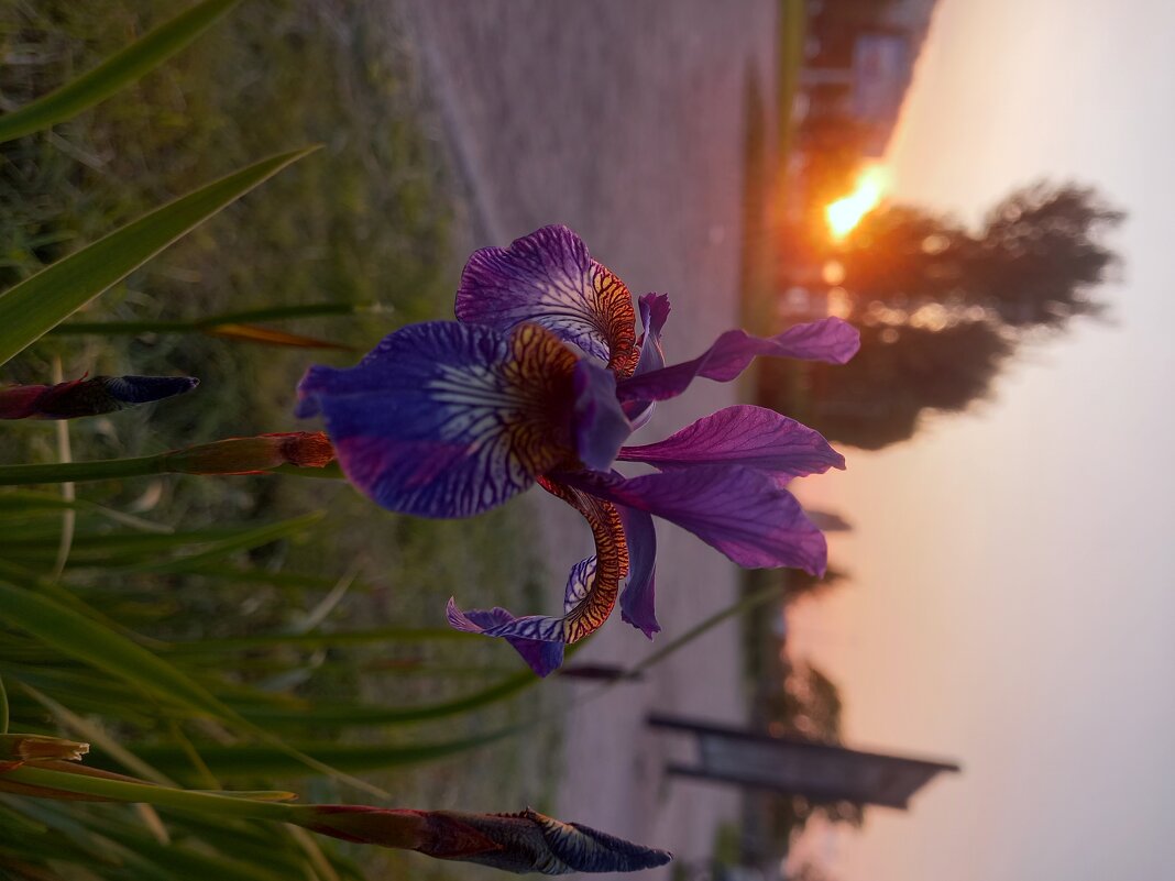 Ирис на закате - Сапсан 