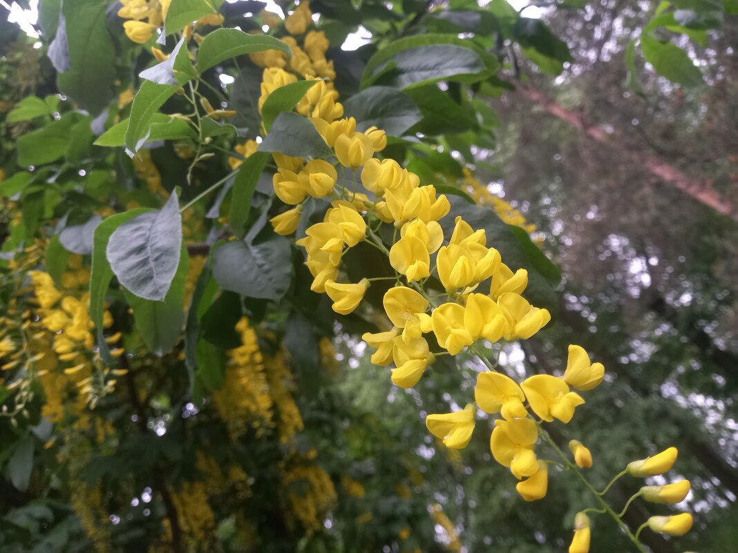 Бобовник - Сапсан 