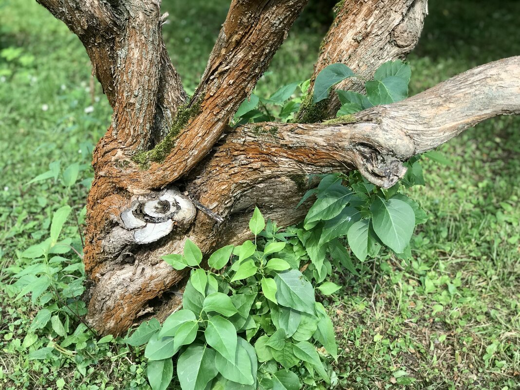 Ствол сирени. - Любовь 