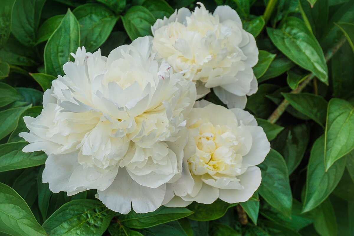 Белые пионы - Ольга 