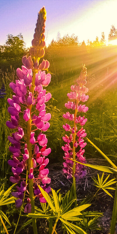 Люпины - Сергей Кочнев