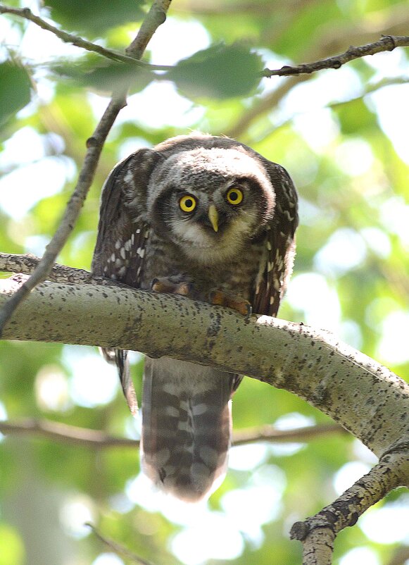 Оценка опасности - Михаил Белоусов Оценка опасности - Михаил Белоусов