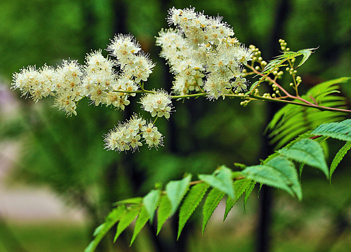 Цветет в июле рябинник... - Владимир 
