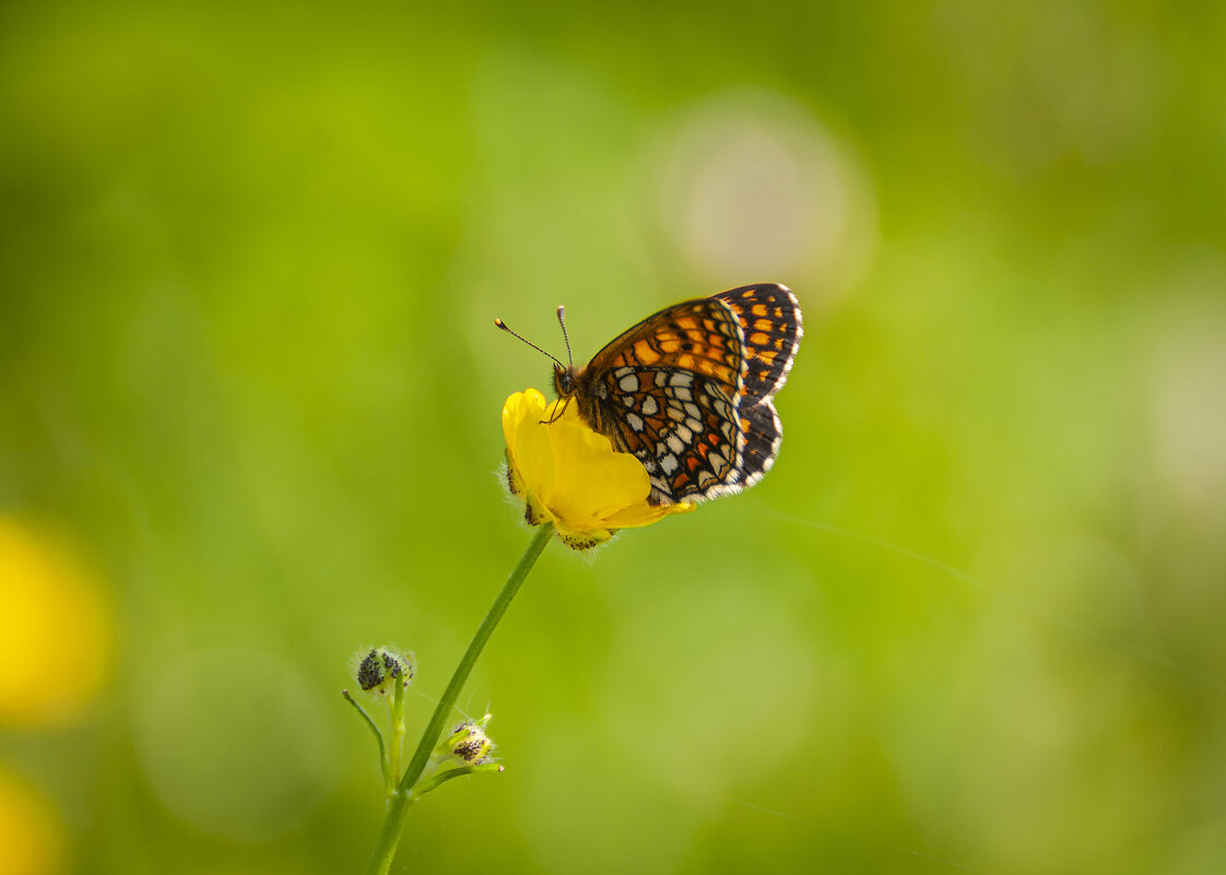 Шашечница Феба - Вадим Басов